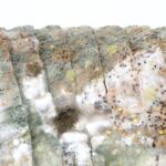 尿酸造成的腎功能障礙該如何治療? 1 age 1238315 960 720