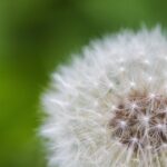 dandelion 864963 960 720