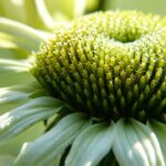 胃食管逆流炎的七大症狀及警示 8 echinacea 4544313 960 720