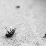 過敏症狀快速改善,無毒、無害的天然療法 10 fly 1913170 960 720