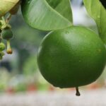 grapefruit 1539447 960 720