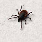 中醫調理能否降低高血脂?從中藥食療和針灸入手 7 ixodes ricinus 5294521 960 720