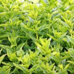 mint 1500452 960 720