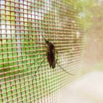 如何識別子宮肌瘤及其影響? 2 mosquito 19487 960 720