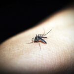 自體免疫疾病的預防與管理:保持健康的秘訣 8 mosquitoe 1548946 960 720