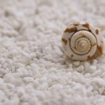 mussels 756488 960 720