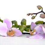 orchid 2115262 960 720