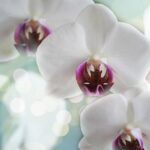 orchids 1094761 960 720
