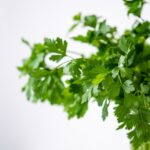 parsley 4688651 960 720