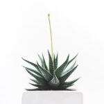 plant 1842299 960 720