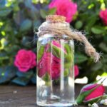 rose 3411891 960 720