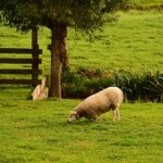 sheep 3699132 960 720