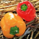 thanksgiving 1632791 960 720