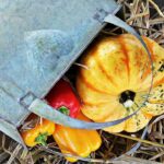 thanksgiving 1632832 960 720