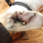 吸煙和藥物對肝功能的影響及預防措施 10 ticks 185885 960 720