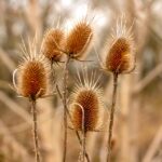 wildflower 4043087 960 720