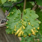 常見的前列腺發炎治療方法 2 wine leaf 56053 960 720