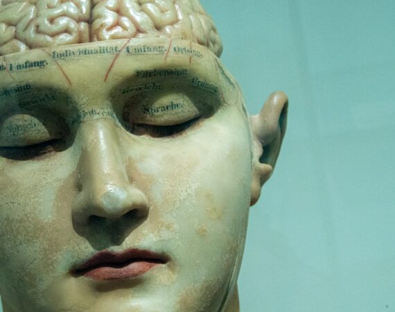 human anatomy model