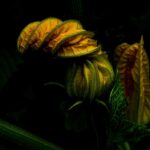 zucchini 5263781 960 720