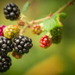 pexels photo 1046535