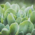 pexels photo 1118435