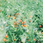 pexels photo 1635172