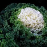 戒菸的正確方法和技巧:兼顧身體和心理健康的戒菸策略 7 pexels photo 247592