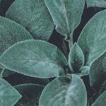 pexels photo 2661591