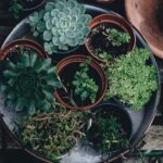 營養減肥:掌握關鍵營養素促進健康減重 8 photo 1474221444520 e40f4d4d365f