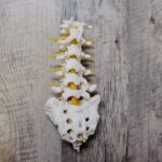 如何通過健康的睡眠習慣提升身體健康 5 photo 1618939261405 54e783a52f51