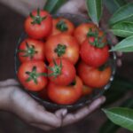 pexels photo 2006333