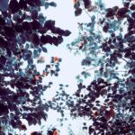 photo 1490709249654 d82101f4857f