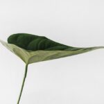 水果蔬菜的抗發炎特性及其對慢性疾病的影響 8 photo 1504198266287 1659872e6590