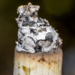 戒菸方法與技巧:幫助您成功戒菸的關鍵 6 photo 1627901269535 000813fc5d2c