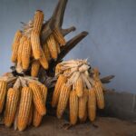 特色晚餐食譜:以食材特色入菜,讓晚餐更有驚喜 9 pexels photo 2131901