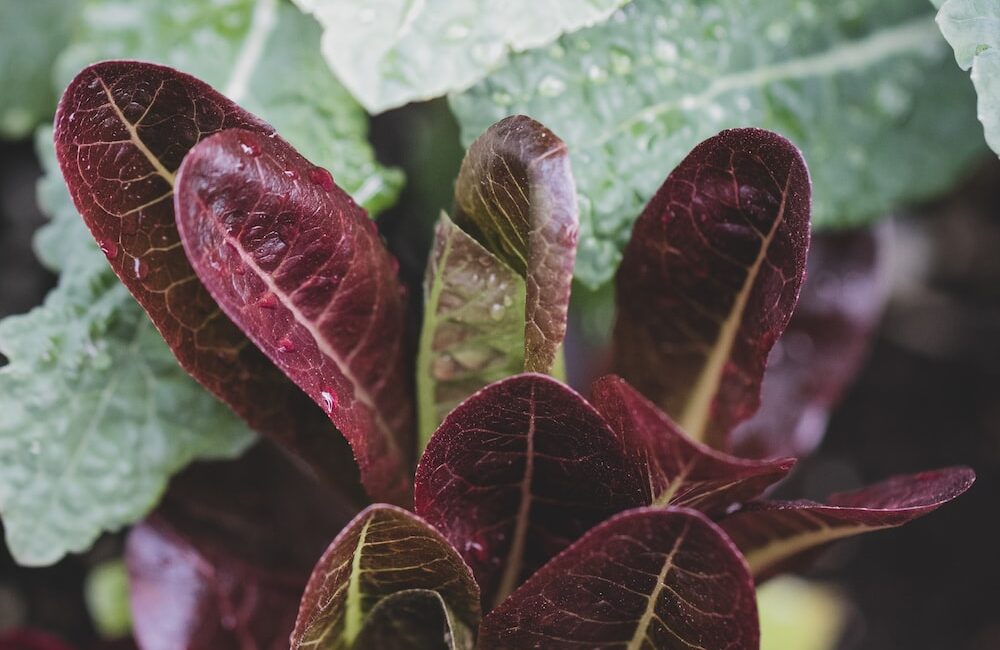 健康零食對抗壓力:實用的營養均衡選擇 3 健康零食對抗壓力:實用的營養均衡選擇