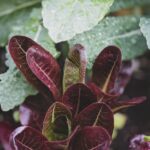 健康零食對抗壓力:實用的營養均衡選擇 8 photo 1552670070 60a5457c507d