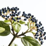 photo 1485814531034 469fc14d28e9