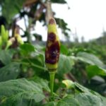 中醫觀點下的消化不良症狀與治療 5 photo 1658717798838 53ea7bbfcd18