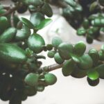 痔瘡病人必知的飲食禁忌與營養建議 8 pexels photo 912418