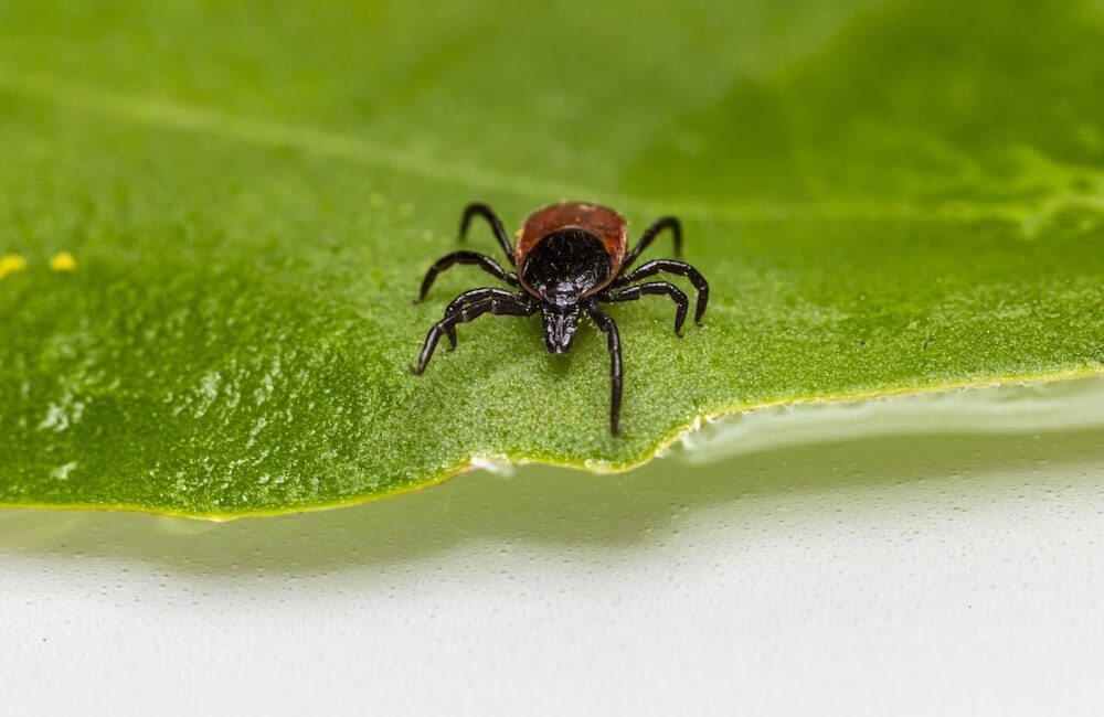 運動員的骨骼受傷風險：預防和強化方法