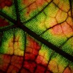 尿酸結晶對健康的影響:預防高尿酸血症的關鍵 7 photo 1602332659518 1e068472e7ab