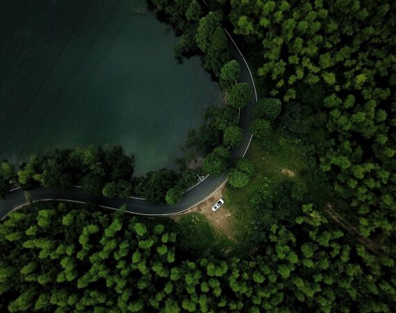 forest 4450611 960 720