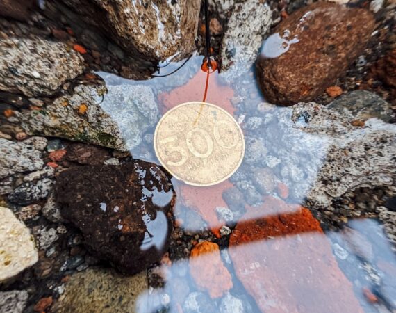 photo 1583222349429 97c7ce06b853